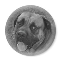 English Mastiff magnets