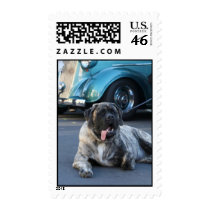 English Mastiff postage