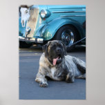 English Mastiff Poster posters