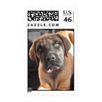 English Mastiff puppy postage stamps by photoinspiration English Mastiff puppy postage stamps