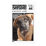 English Mastiff puppy postage stamps