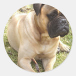 English Mastiff Sticker