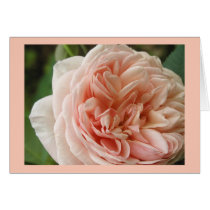 English Rose cards by Hauki English Rose cards