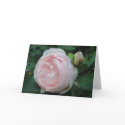 English Rose cards by Hauki English Rose cards