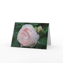 English Rose cards by Hauki English Rose cards