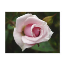 English Rose postcards