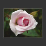 English Rose postcards