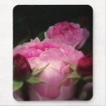 rose, roses, rosa, rosaceae, english, climbing,