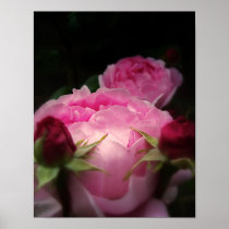 English Roses Pink Posters