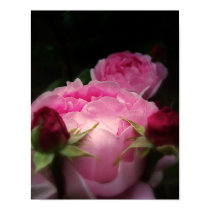 English Roses Pink posters