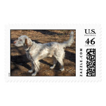 English Setter postage