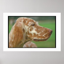 English Setter Poster