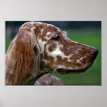 English Setter Poster