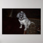 English Setter Posters