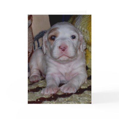 English Setter Puppy Greeting Card by GranMaDee