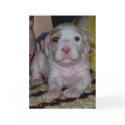 English Setter Puppy cards by GranMaDee English Setter Puppy cards