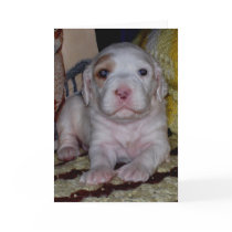 English Setter Puppy cards