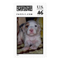 English Setter Puppy postage