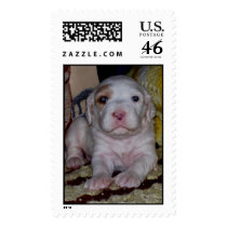 English Setter Puppy postage