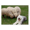 English Sheep Dog cards