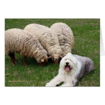 English Sheep Dog cards