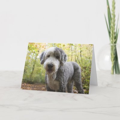 English Sheepdog puppy in forest Greeting Cards
