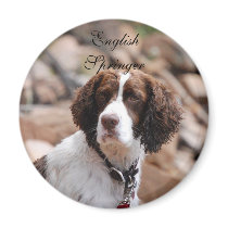 English Springer Magnet by NormaJean35 English Springer Magnet