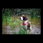 English Springer Print posters