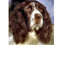 English Springer Spaniel Art Gifts Apparel t-shirts