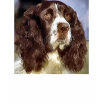 English Springer Spaniel Art Gifts Apparel t-shirts