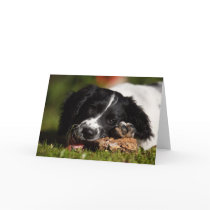 English Springer Spaniel cards by cARTerART English Springer Spaniel cards