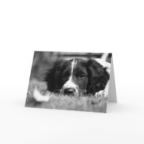 English Springer Spaniel cards by cARTerART English Springer Spaniel cards