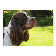 English Springer Spaniel Card