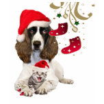 english, springer, spaniel, dogs, spaniels, dog,