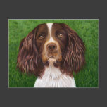 English Springer Spaniel Dog Art - Major Postcards