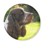 English Springer Spaniel magnets