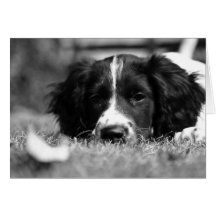 English Springer Spaniel Greeting Cards