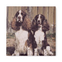 English Springer Spaniel Magnet by jasminesphotography English Springer Spaniel Magnet