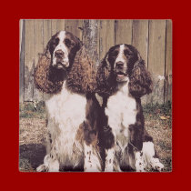 English Springer Spaniel Magnet