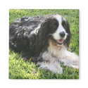 English Springer Spaniel magnets by elaineinalaska English Springer Spaniel magnets
