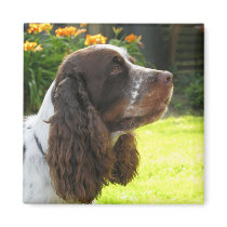 English Springer Spaniel magnets by catchthenextwave English Springer Spaniel magnets