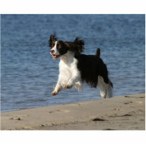 English Springer Spaniel photo sculptures
