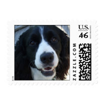 English Springer Spaniel postage by elaineinalaska English Springer Spaniel postage