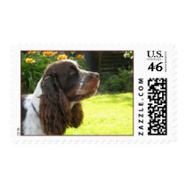 English Springer Spaniel Stamp