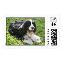 English Springer Spaniel Postage