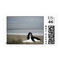 English Springer Spaniel Postage Stamp
