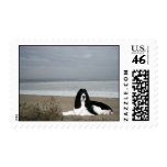 English Springer Spaniel Postage Stamp