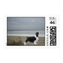 English Springer Spaniel Postage Stamp