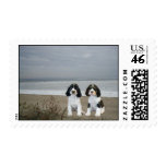 English Springer Spaniel Postage Stamp