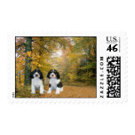 English Springer Spaniel Postage Stamp